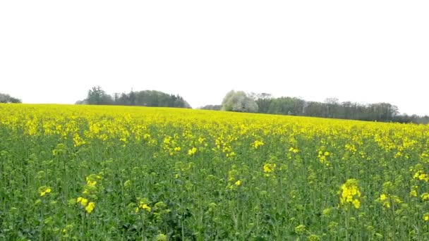 Pole s žlutým úrody. Les v pozadí. — Stock video