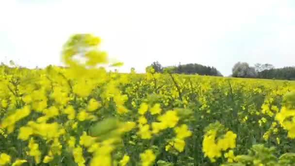 Πεδίο με κίτρινη καλλιέργεια (εστίαση στο παρασκήνιο) — Αρχείο Βίντεο