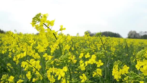 Campo con cultivo amarillo (enfoque en el detalle ) — Vídeos de Stock