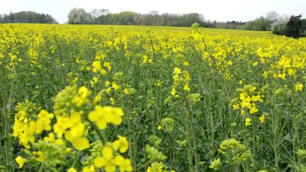 Campo con cultivo amarillo (panorama ) — Vídeos de Stock