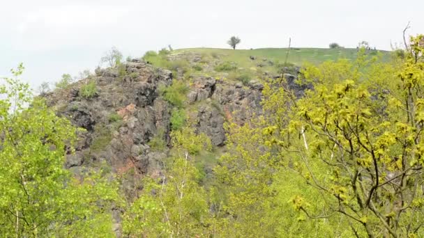 Montagne avec arbres — Video