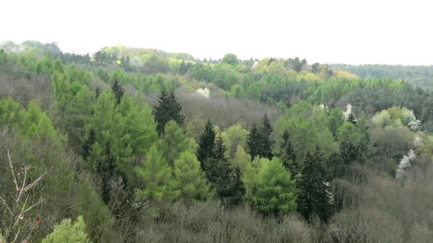 Floresta (árvores multicoloridas ) — Vídeo de Stock