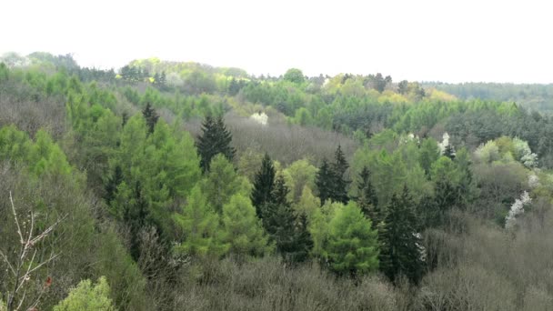 Forêt (arbres multicolores )
