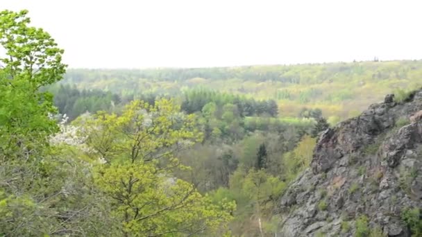 Панорама лісу з горою — стокове відео