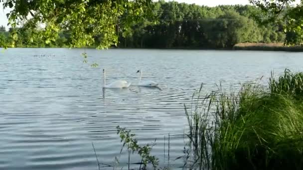 Łabędzie na jeziorze z trawy i drzew (natura). kaczki w tle. — Wideo stockowe