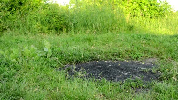 Chimenea en la naturaleza verde - hierba — Vídeo de stock