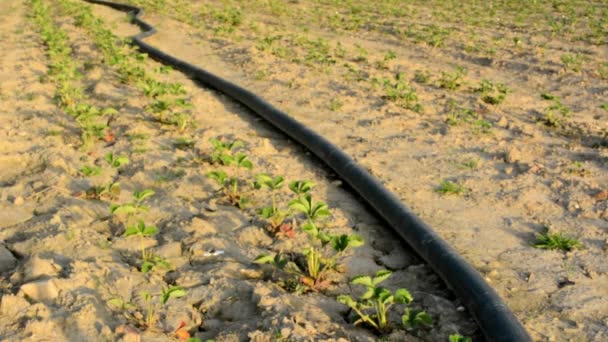 Campo con cultivos - sistema de riego — Vídeo de stock