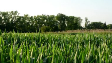 arka planda ağaçları ile çimen