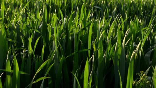 Herbe avec rayons du soleil 