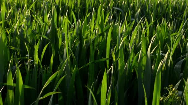 Grass with sun rays — Stock Video