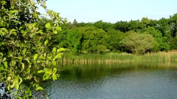 青い空と湖と緑の木 — ストック動画