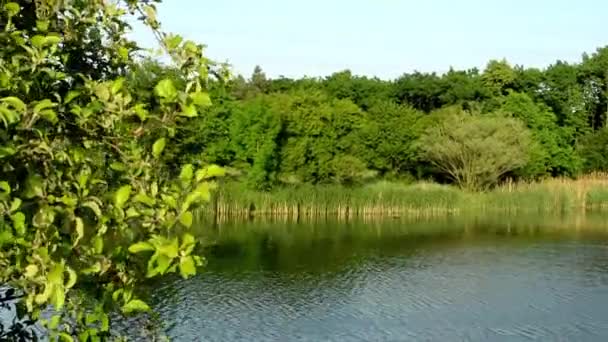 Lac et arbres verts avec ciel bleu 