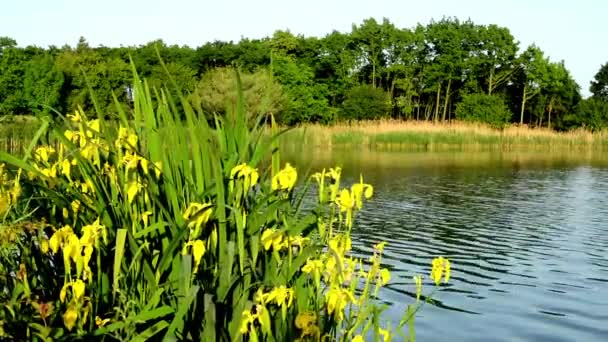 See und grüne Bäume mit gelben Blüten — Stockvideo