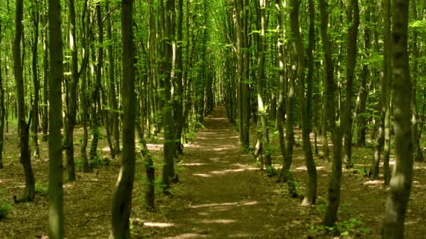 Bosque simétrico (árboles ) — Vídeos de Stock