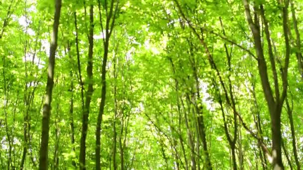 Symmetric forest (trees) - shot from treetop — Stock Video