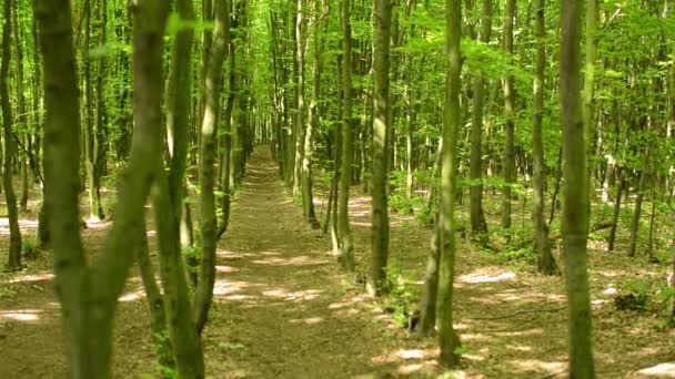 Symmetrischer Wald (Bäume) - Nachschärfen von Baum zu Baum — Stockvideo