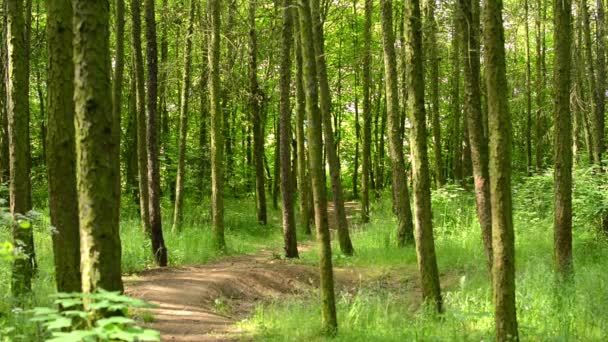 Bosque simétrico (árboles) - con camino en el bosque — Vídeo de stock