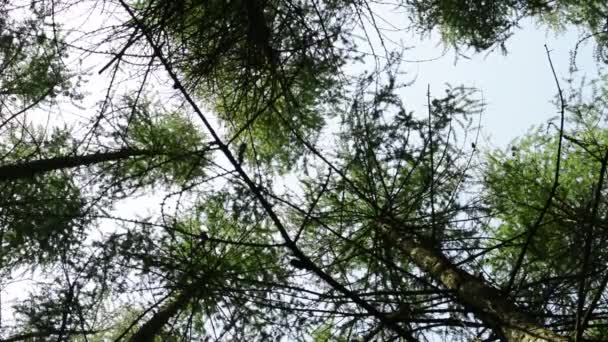 Floresta (árvores de abeto) - tiro na copa da árvore — Vídeo de Stock