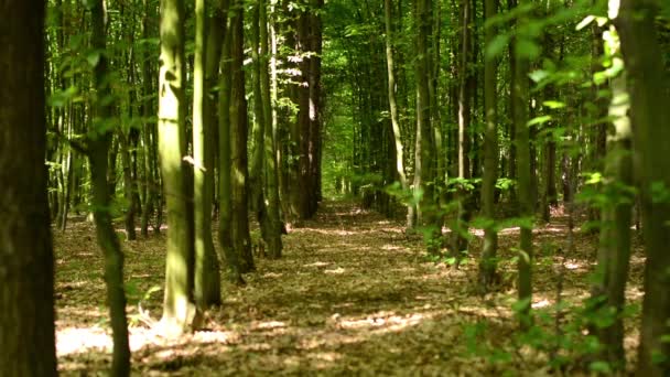 Floresta simétrica (árvores ) — Vídeo de Stock