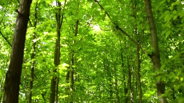 Forêt symétrique (arbres) - prise de vue depuis la cime des arbres 