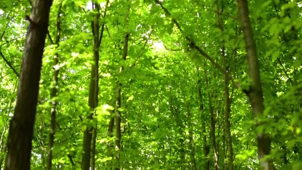 Floresta simétrica (árvores) - tiro de copa de árvore — Vídeo de Stock