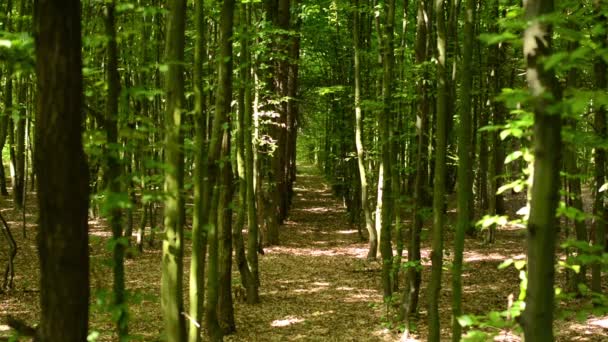 Forêt symétrique (arbres )