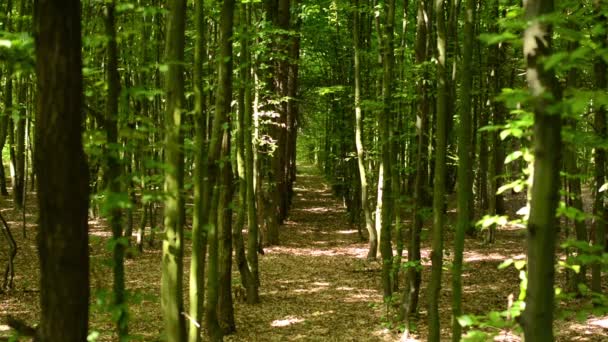 Bosque simétrico (árboles ) — Vídeo de stock