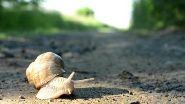 salyangoz (doğada yolundaki tarar.)