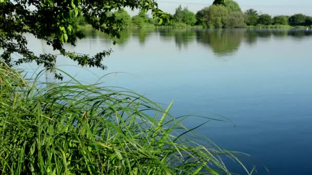 Lake(Shore) - з зеленої природи (дерева і трави) — стокове відео