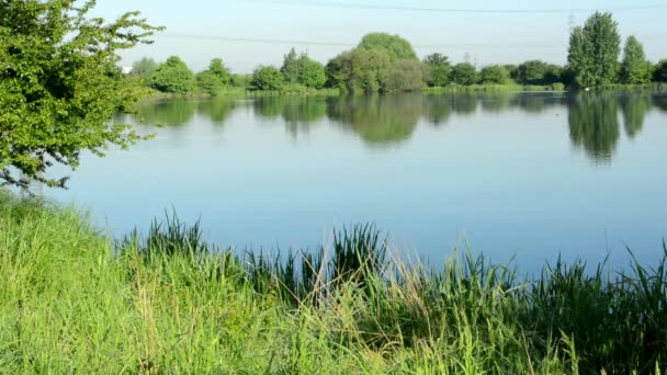 Lake(shore) - with green nature (tree and grass) — Stock Video