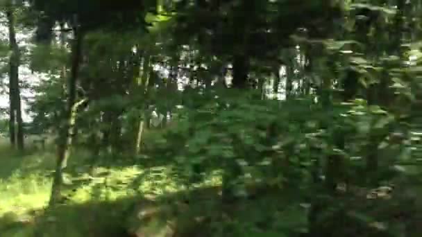 Snelle rit door het bos met zon — Stockvideo
