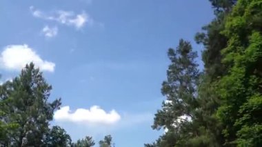 Mavi gökyüzü - ağaç tepelerinin üzerinde atış ile orman ile hızlı yolculuk