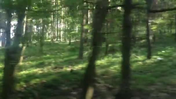 Slow ride through the forest with sun - shot on treetops — Stock Video
