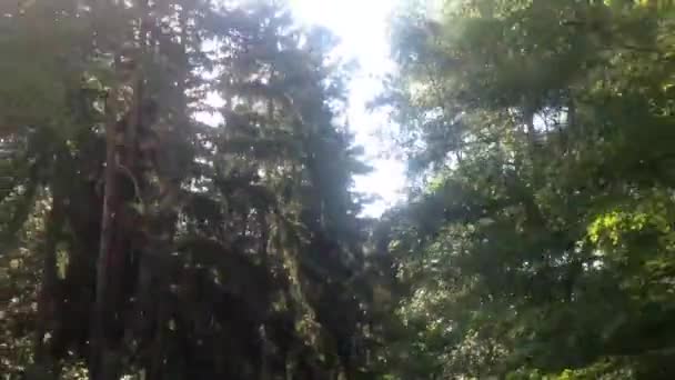 Promenade rapide dans la forêt avec ciel bleu - prise de vue sur la cime des arbres — Video