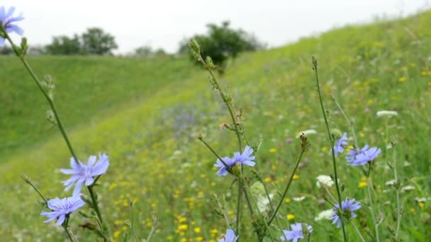 Weide met bloemen en bomen — Stockvideo