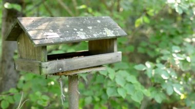 boş kuş - kuşlar - arka planda yeşil ağaçlar için besleme
