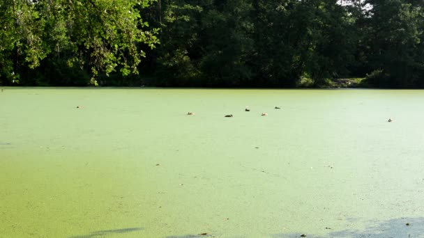 Водные цианобактерии на озере - утки с деревьями на заднем плане — стоковое видео