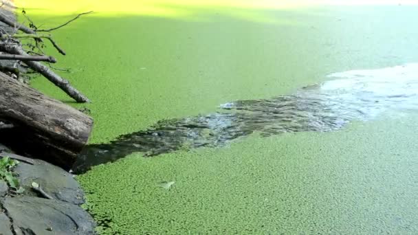Cianobacterias acuáticas en el lago - arroyo fluye en el lago — Vídeos de Stock
