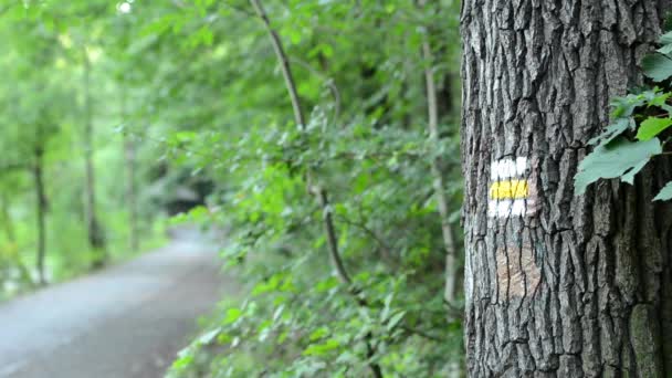 Marcando el camino en el árbol - bosque con camino — Vídeos de Stock