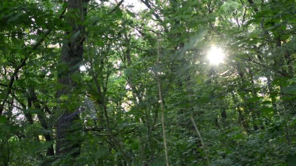 Soleil dans la forêt (arbres) - rayons du soleil 