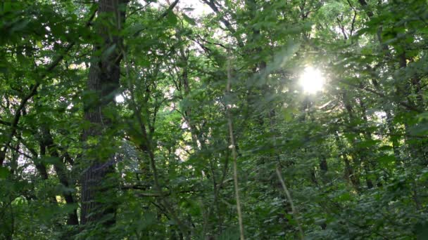 Sol en el bosque (árboles) - rayos solares — Vídeos de Stock