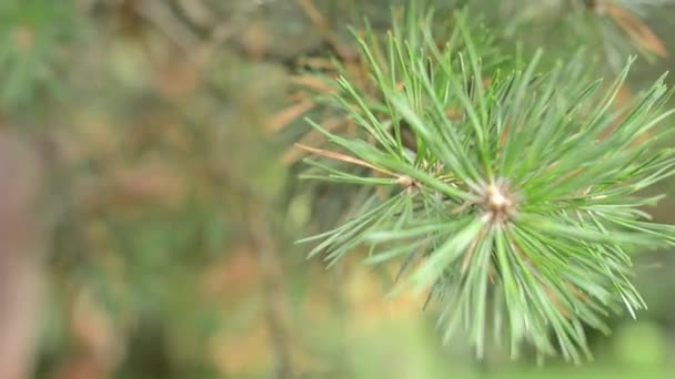 Détail des branches d'un arbre - arrière-plan en forêt 
