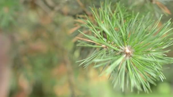 Detail takken van een boom - achtergrond in bos — Stockvideo