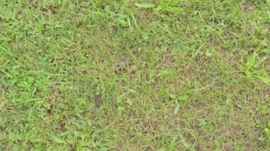 yeşil çimen - arka plan