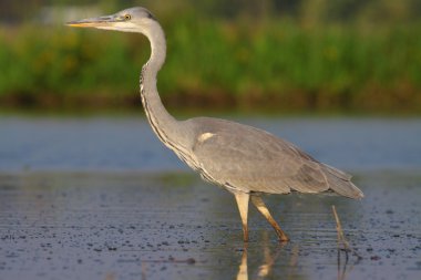 Ardea cinerea - gri balıkçıl