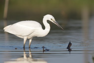 egretta garzetta - küçük ak balıkçıl