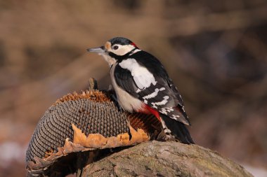 Dendrocopos major - The Great Spotted Woodpecker clipart