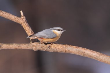 Sitta europea - Bayağı sıvacı kuşu