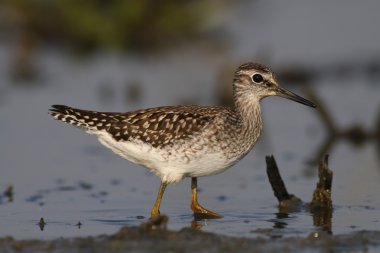 tringa glareola - ahşap sandpipe