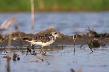tringa nebularia - ortak greenshank